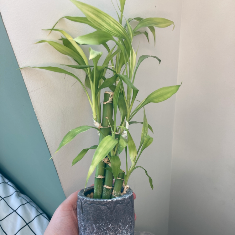 Lucky Bamboo plant photo by @nlischke named Schmidt on Greg, the plant care app.