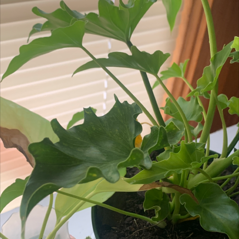 Philodendron Xanadu plant with some yellowing and browning leaves in a pot.