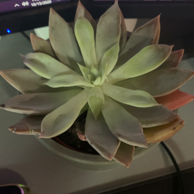 Lipstick Echeveria with some yellowing and browning leaves in a pot.