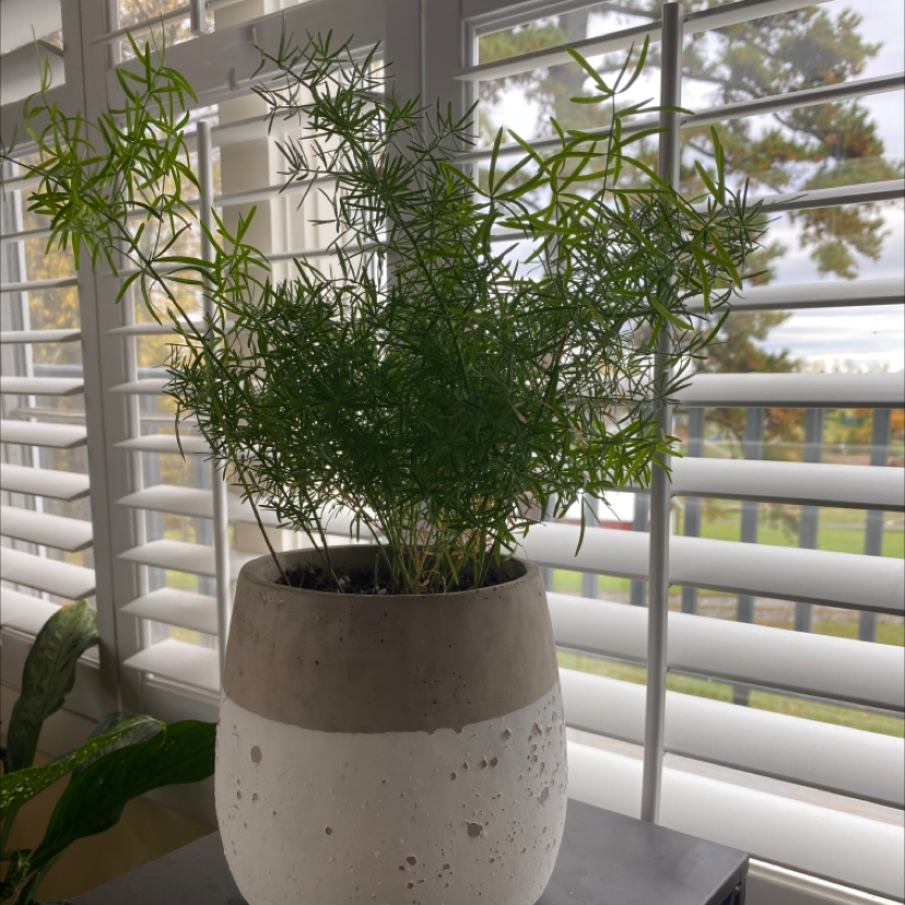 Healthy potted Plume Asparagus plant with vibrant green foliage, centered near a sunny window with plantation shutters.