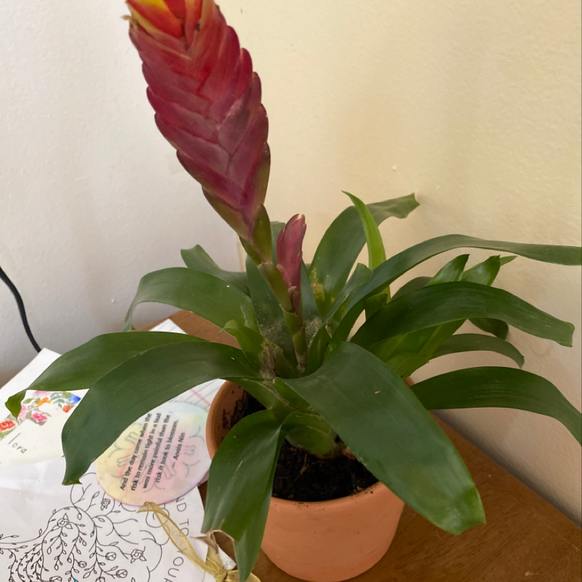 Flaming Sword Bromeliad in a pot with vibrant red inflorescence and green leaves.