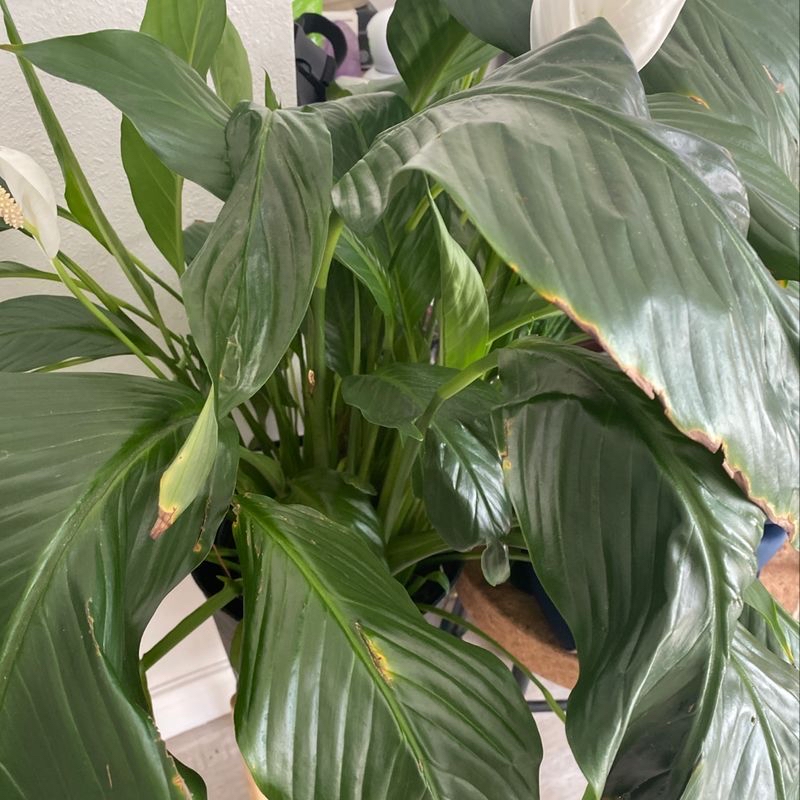 A thriving peace lily with vibrant green leaves, well-framed and in focus.