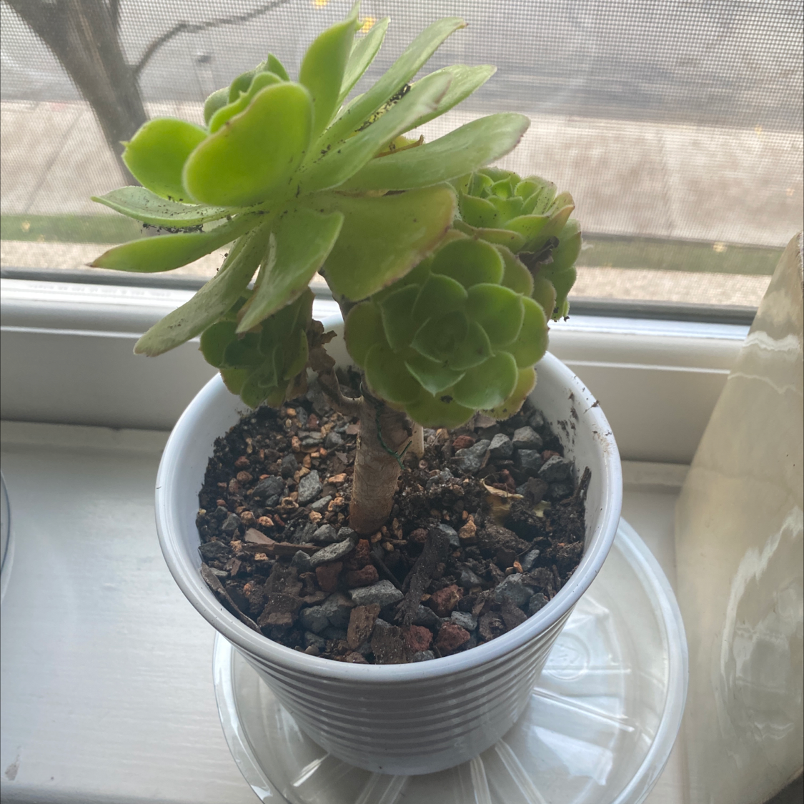 Tree Aeonium plant in a white pot on a windowsill, with visible soil and healthy green leaves.