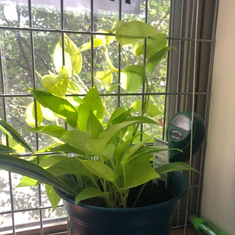 Photo of the plant species Sunshine Goddess Pothos by Roro named Gaga on Greg, the plant care app