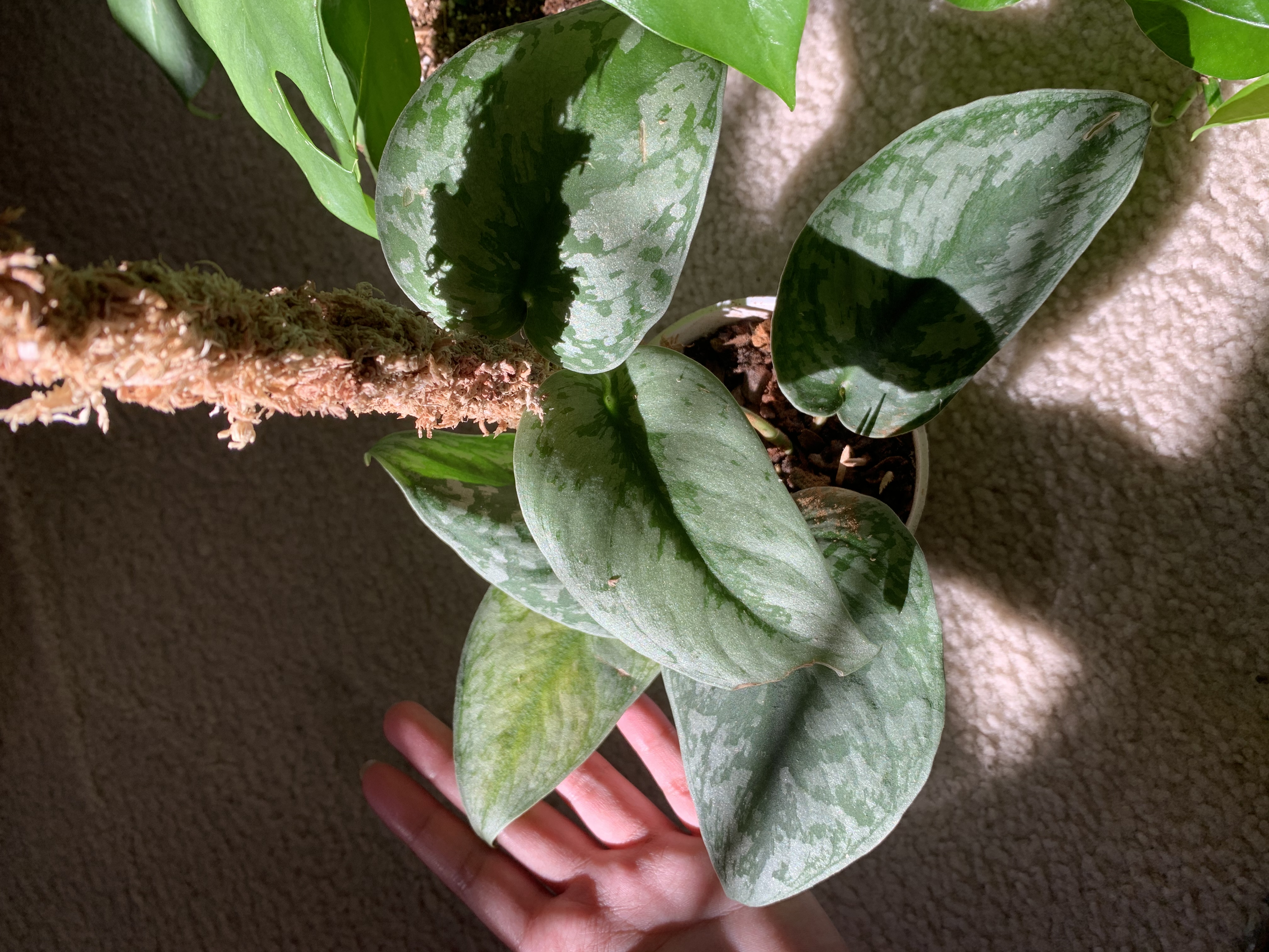 Satin Pothos plant photo by @itsbea named Juniper 2 on Greg, the plant care app.