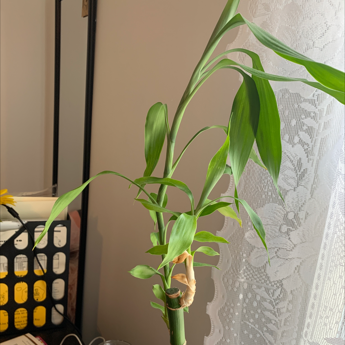 Close-up of a healthy, vibrant Lucky Bamboo plant with twisting green leaves against a neutral background.