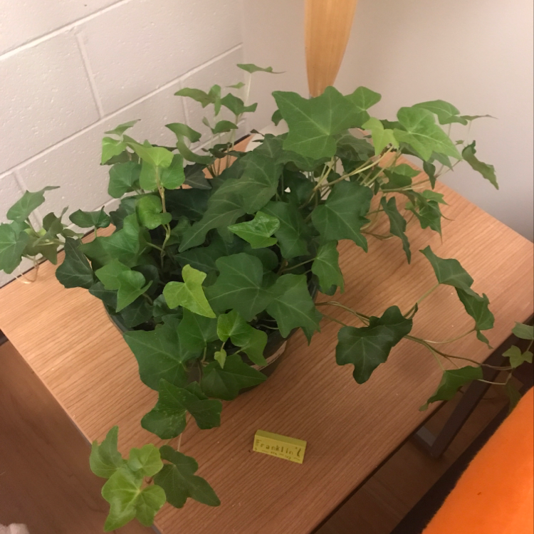 Healthy English Ivy plant with lush green foliage growing in a wooden planter indoors.