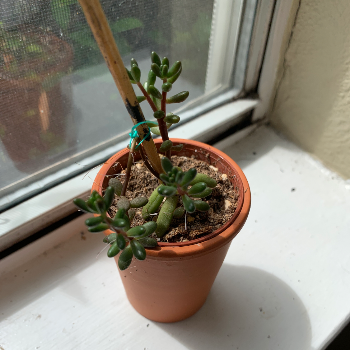 A healthy Jade plant in a small pot on a windowsill.