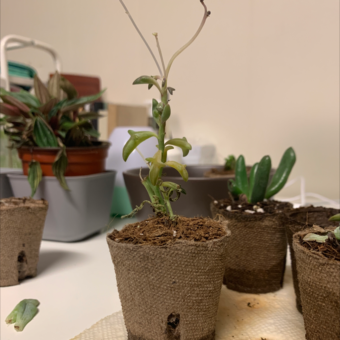 String of Dolphins plant in a small pot with visible yellowing and browning leaves.
