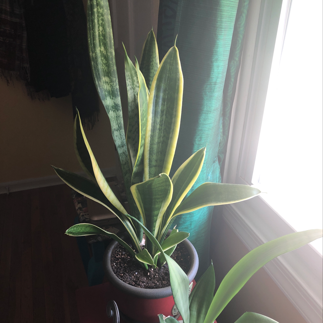 Healthy Snake Plant (Sansevieria trifasciata) in a pot near a window with visible soil.