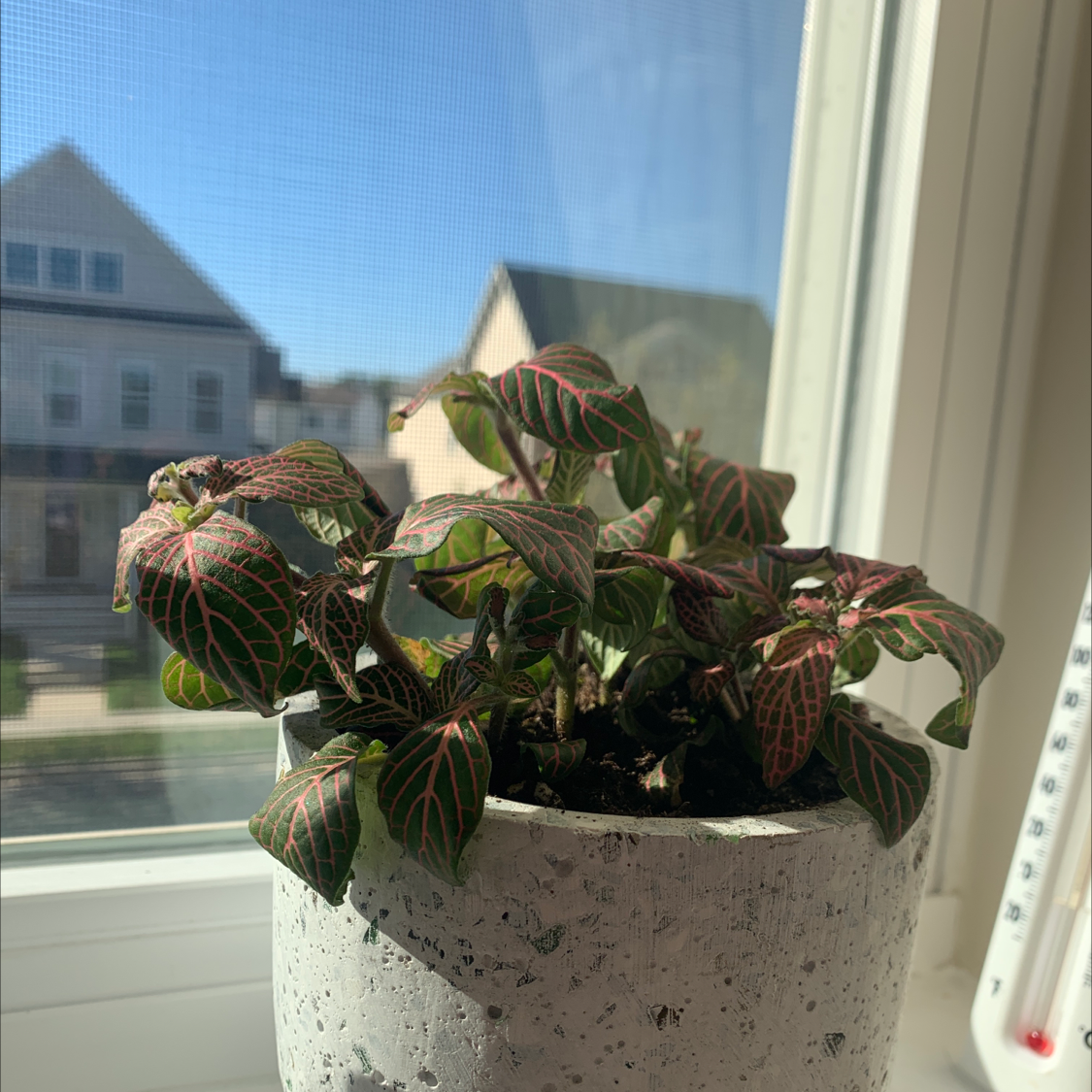 A vibrant and healthy Herbst's Bloodleaf plant with deep red and green variegated oval leaves, thriving on a sunny windowsill.