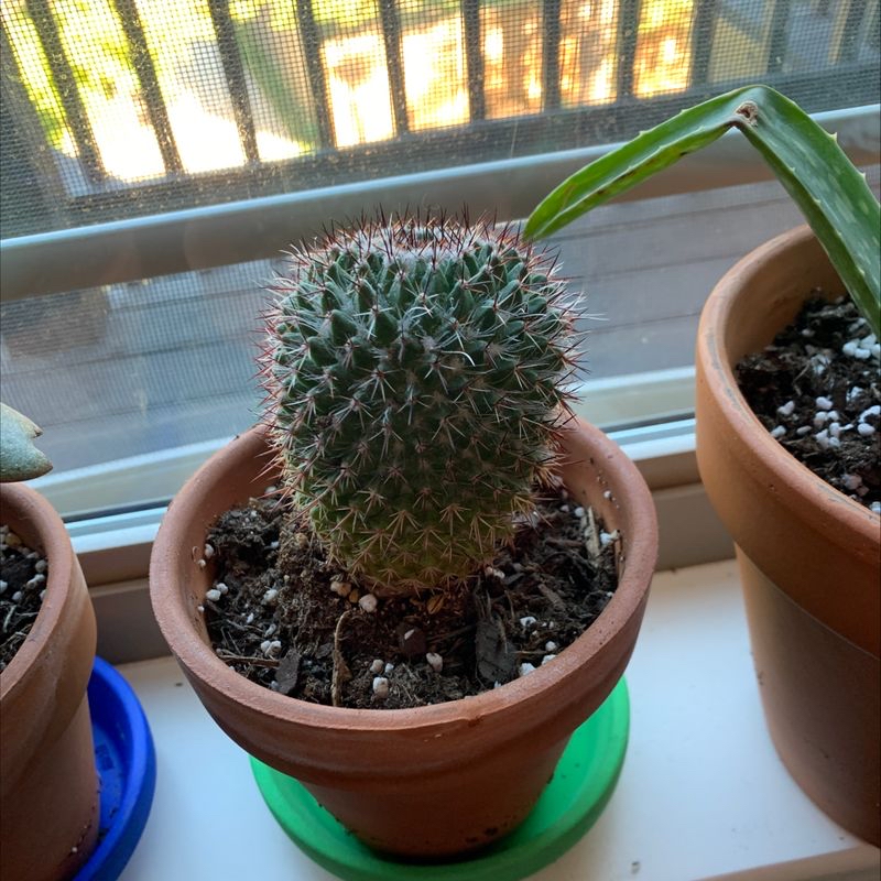 Potted Little Nipple Cactus on a windowsill, appears healthy with visible soil.