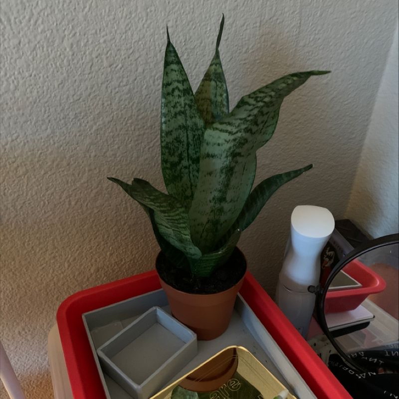 Photo of the plant species Venus Fly Trap by @alexagoldy named Kameron on Greg, the plant care app