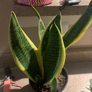 Snake Plant plant in Albuquerque, New Mexico