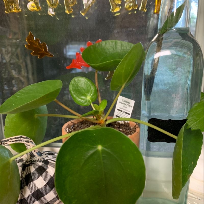 Healthy Anthurium plant in glass terrarium with glossy green leaves, red flower, and slight leaf yellowing at tip.