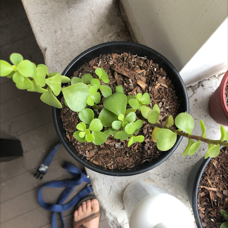 Potted Elephant Bush plant with healthy green leaves and visible soil.