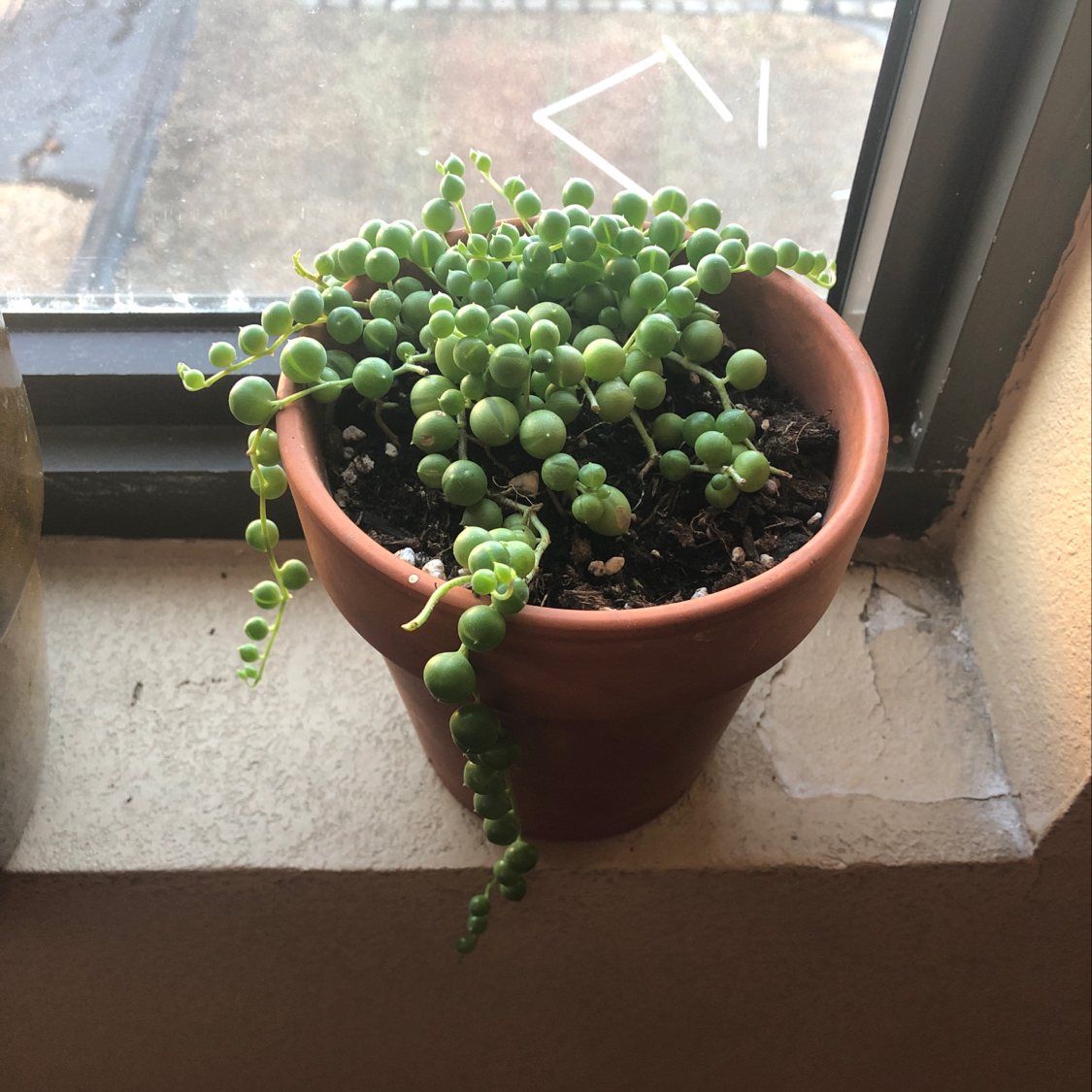 Healthy potted Burro's Tail succulent with dense, plump green leaves cascading over a terra cotta pot, sitting on a stone surface by a window.