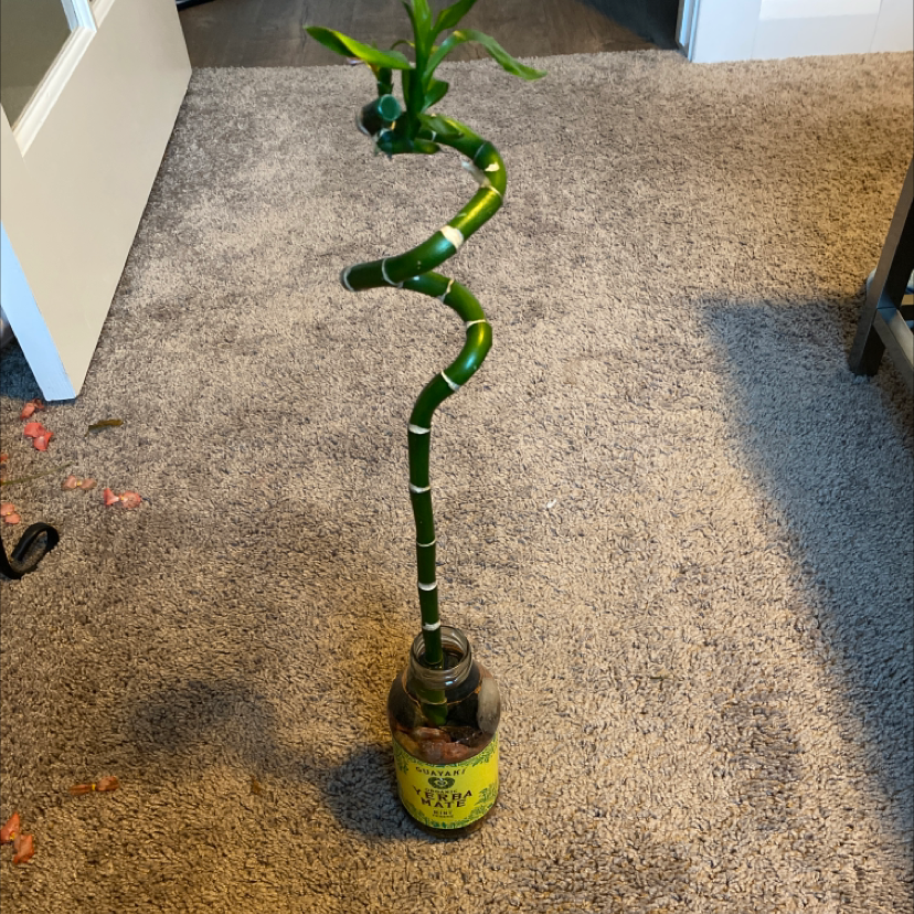 Healthy green lucky bamboo plant with curving stems growing in a small yellow pot, set against a gray background.