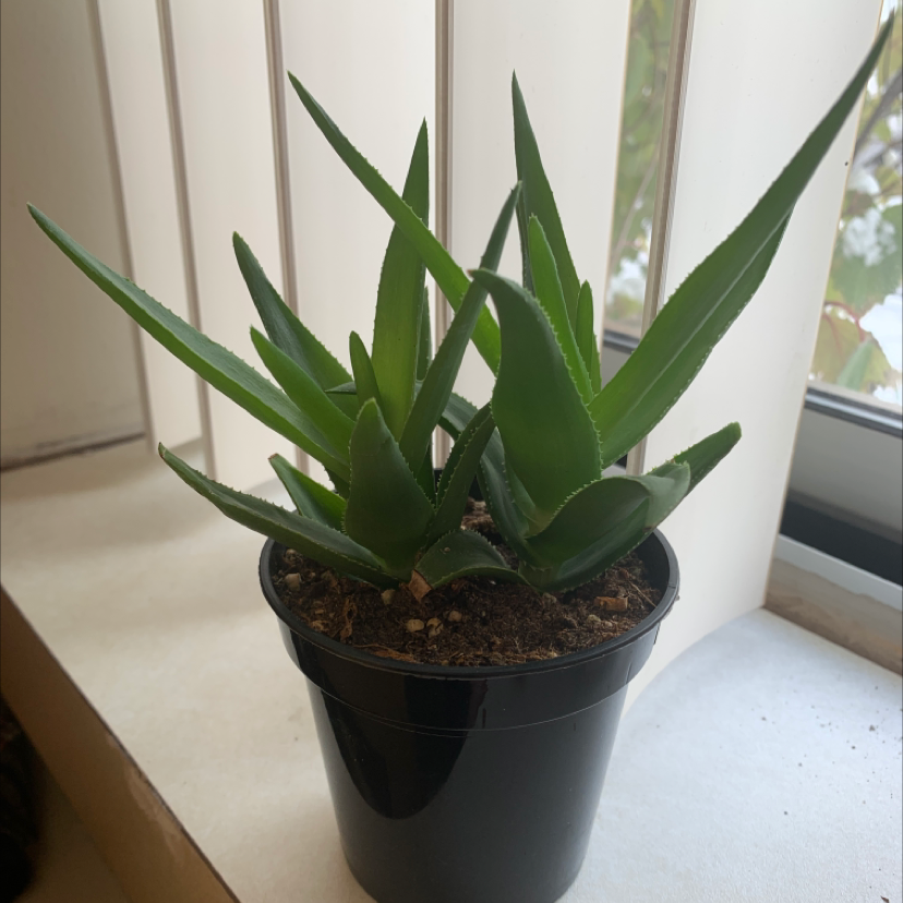 Aloe vera plant photo by @Frosinski named Kai on Greg, the plant care app.