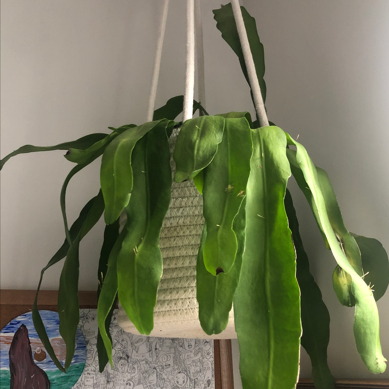 Hanging Dutchman's Pipe Cactus with long, green leaves.