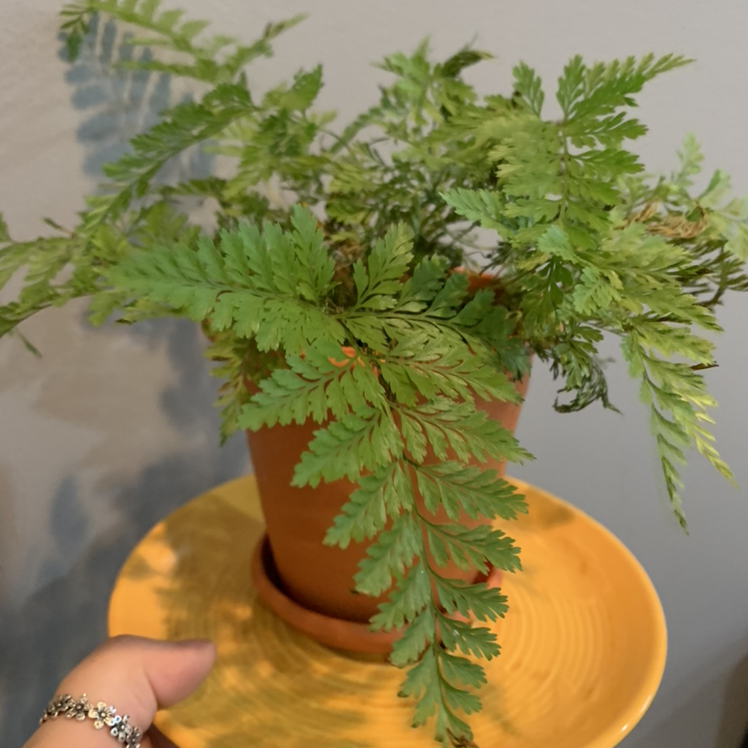 Potted Black Spleenwort fern with green fronds, held by a hand on a yellow saucer.