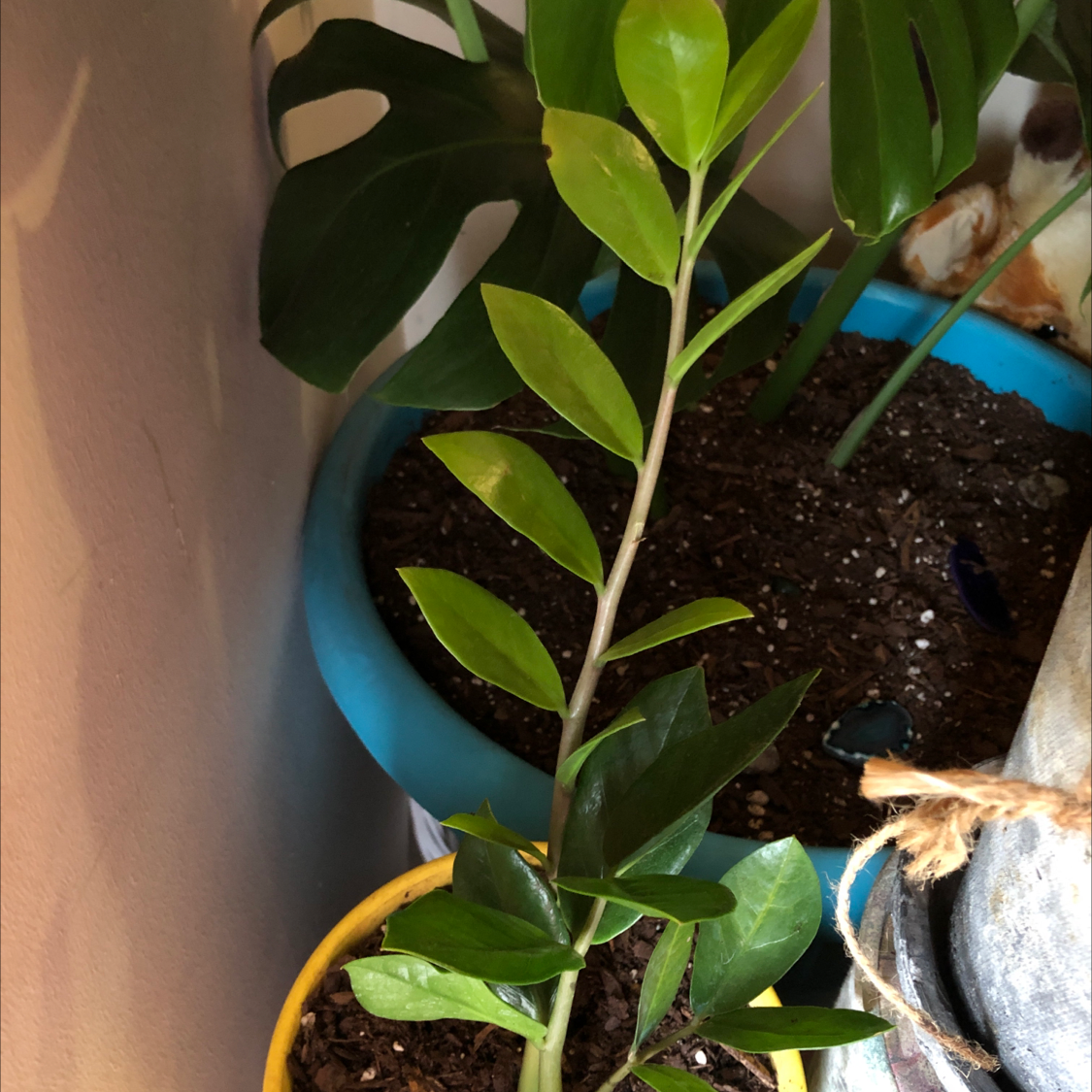 Plant care for Yellow Cuke on Greg, the plant care app