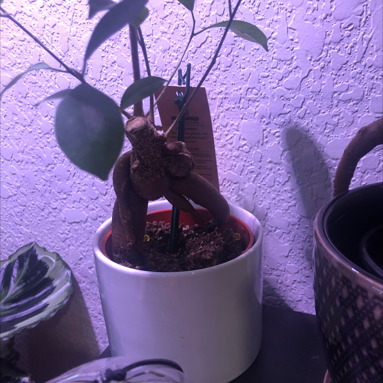 Healthy Ficus Ginseng bonsai plant in white ceramic pot. Dark green shiny leaves, no signs of disease. Soil visible.