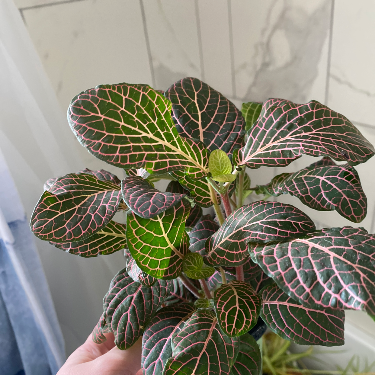 Nerve Plant with vibrant green leaves and pink veins, held by a hand.