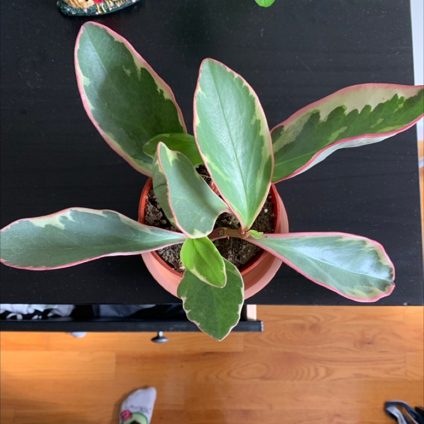 Potted Jelly Plant with broad green leaves and pinkish edges, well-framed and in focus.