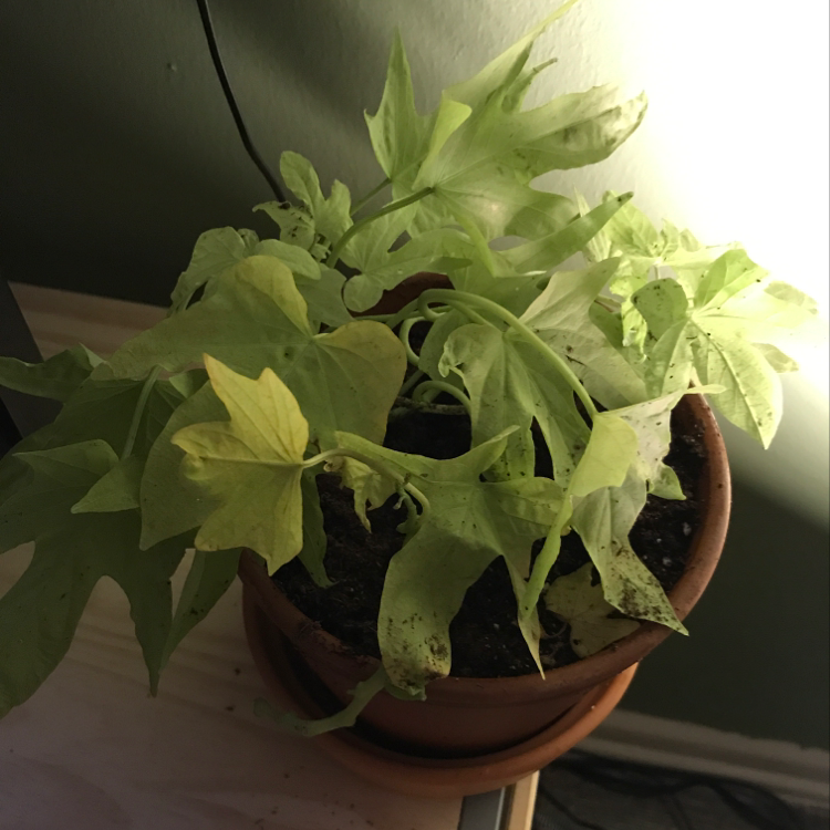 A lush, healthy sweet potato vine plant with vibrant green heart-shaped leaves growing in a terracotta pot.
