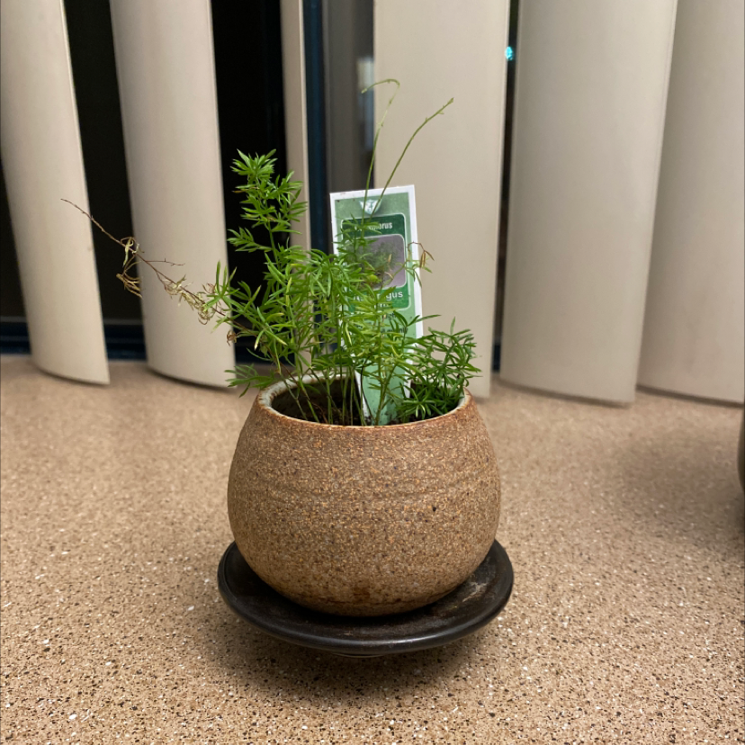 A healthy Asparagus plumosus plant with lush green foliage growing in a small brown ceramic pot, photographed indoors.
