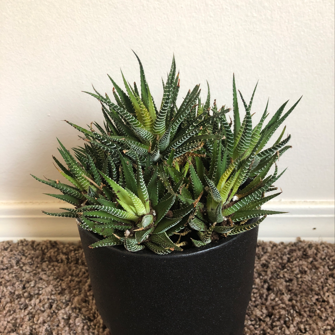 Healthy zebra plant in black pot, showing distinctive striped leaf patterns. Leaves are vibrant green with red tips.