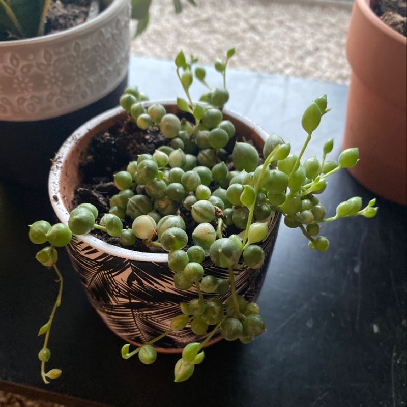String of Pearls plant in a decorative pot, healthy with vibrant green leaves.