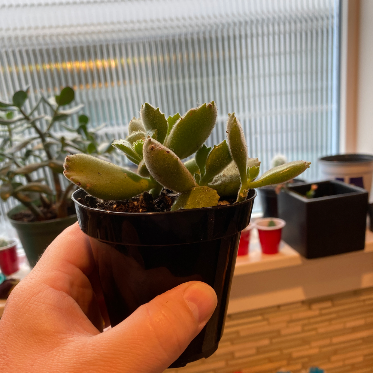 Bear's Paw plant in a black pot held by a hand, with other plants in the background.
