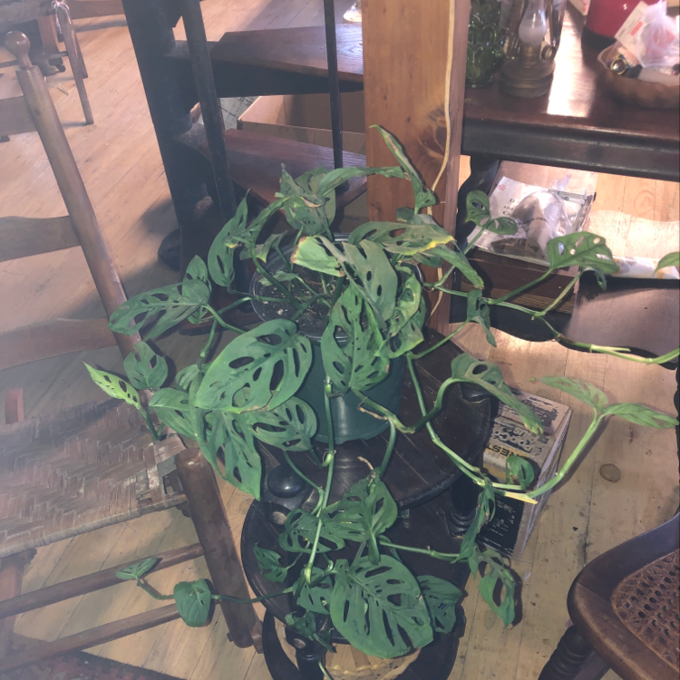 Healthy Monstera deliciosa plant with fenestrated leaves in wooden planter stand, hand pointing to leaf.