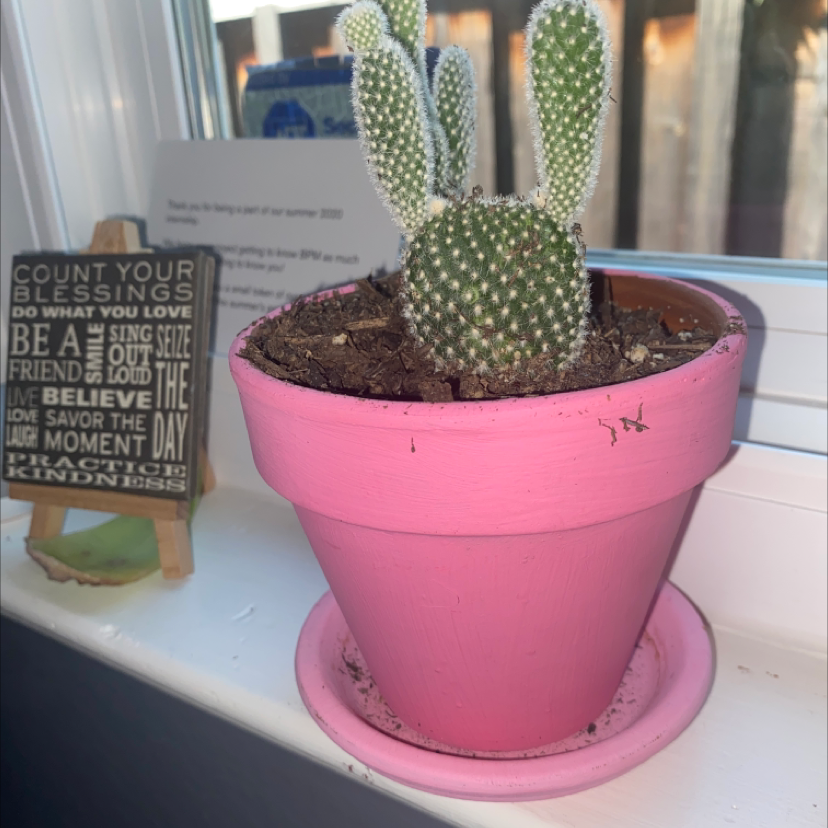 Bunny Ears Cactus in a pink pot on a windowsill, appearing healthy.