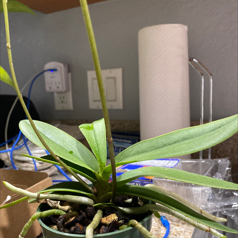 Healthy potted Moses-in-the-Cradle plant with vibrant green and purple foliage, well-framed and in focus.