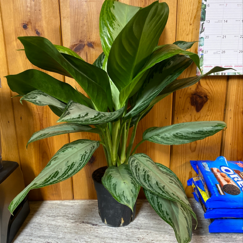 A thriving Chinese Evergreen plant in a black nursery pot, with lush green and silver variegated foliage.