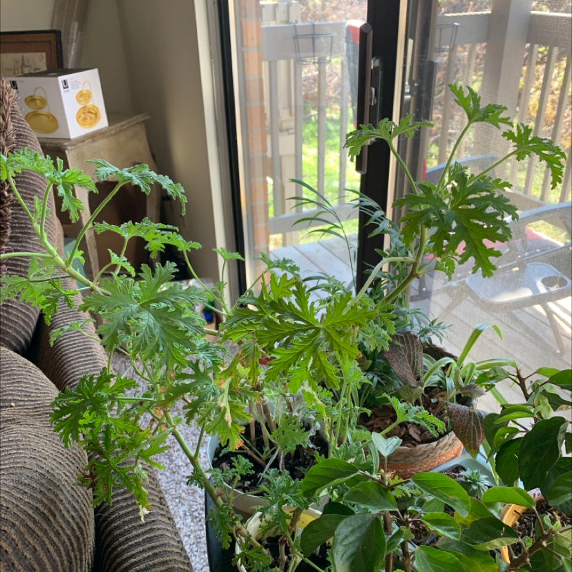 Sweet Scented Geranium plant indoors near a window with healthy green leaves.