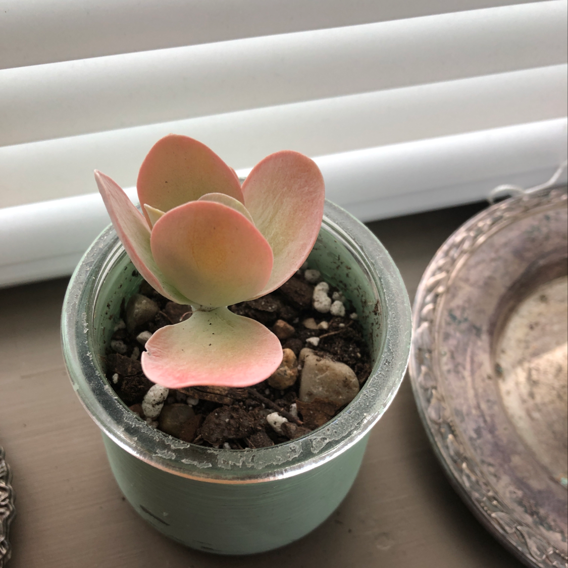 Healthy Flapjacks (Kalanchoe thyrsiflora) succulent in a pot with visible soil.