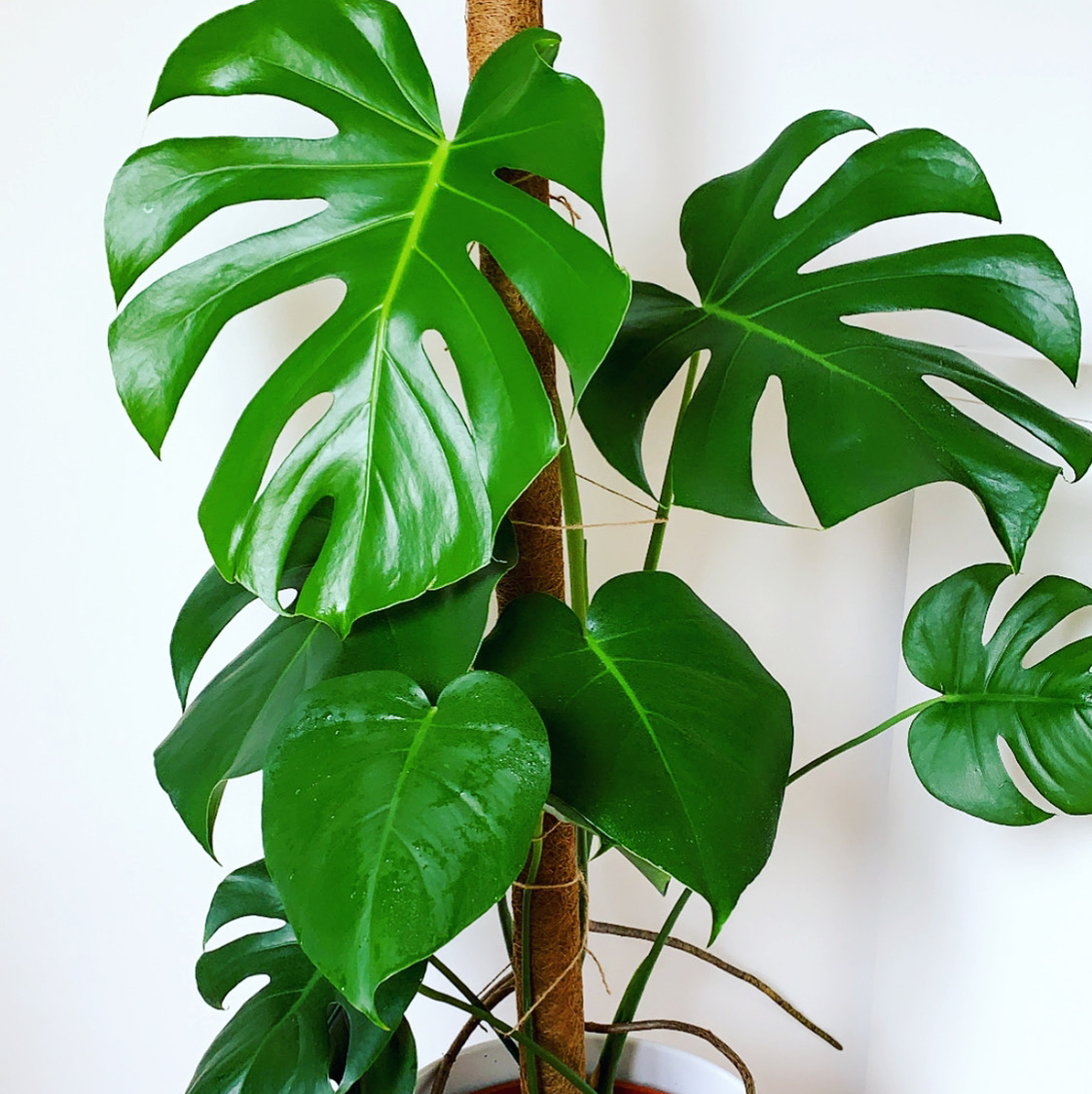 Photo of the plant species Magic Flower by Sarah named Monstera on Greg, the plant care app