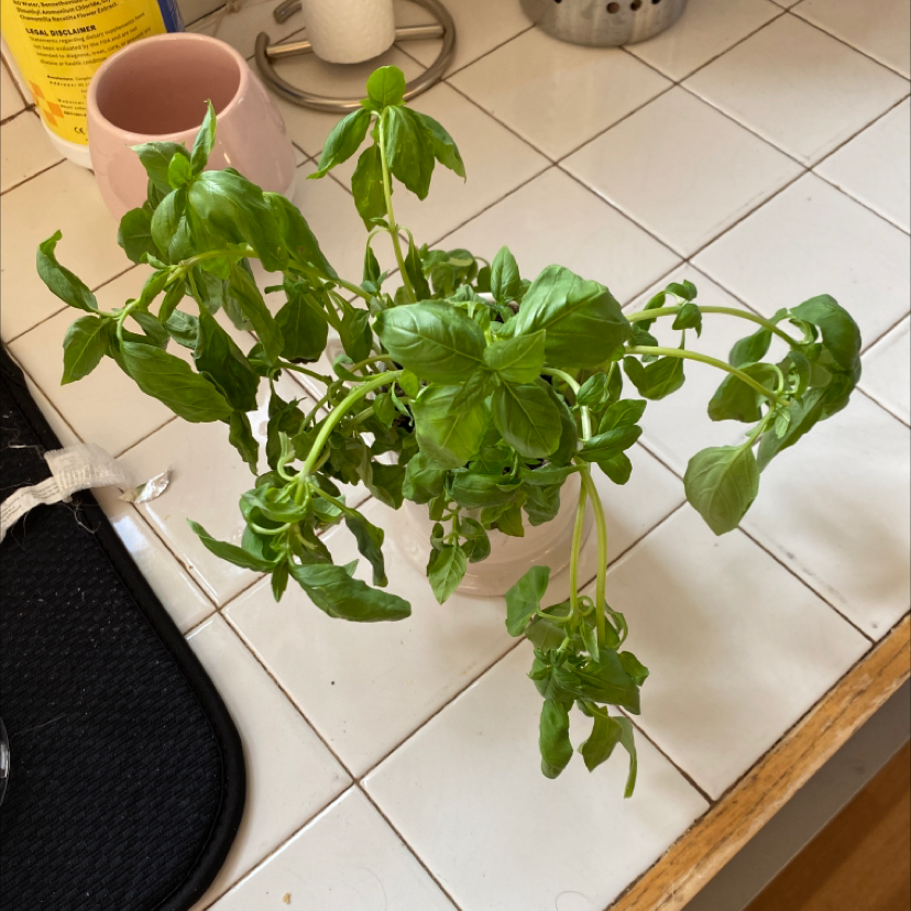 Photo of the plant species Wallisia Cyanea by Anna named Daphne on Greg, the plant care app