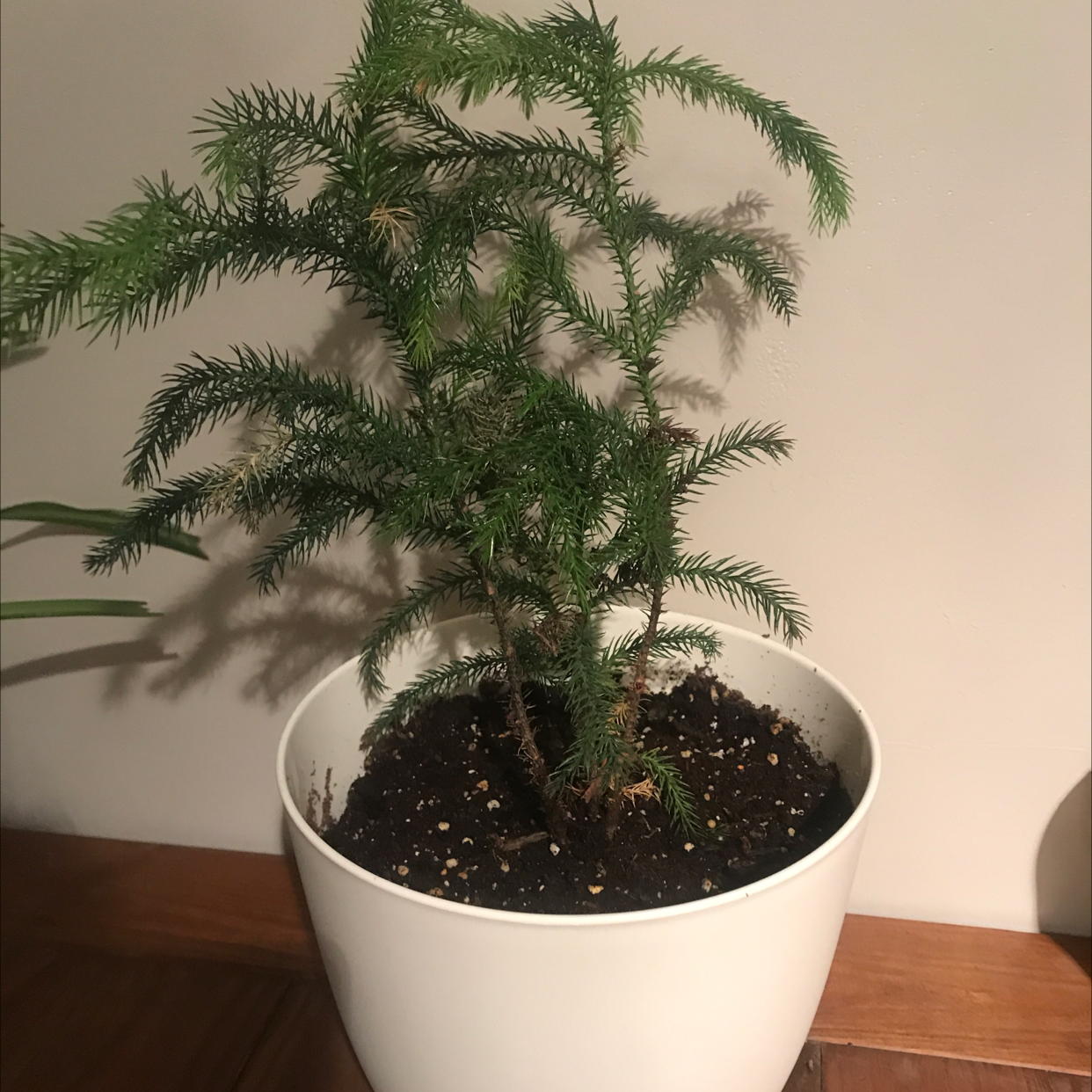 Norfolk Island Pine in a white pot with visible soil, healthy green foliage.