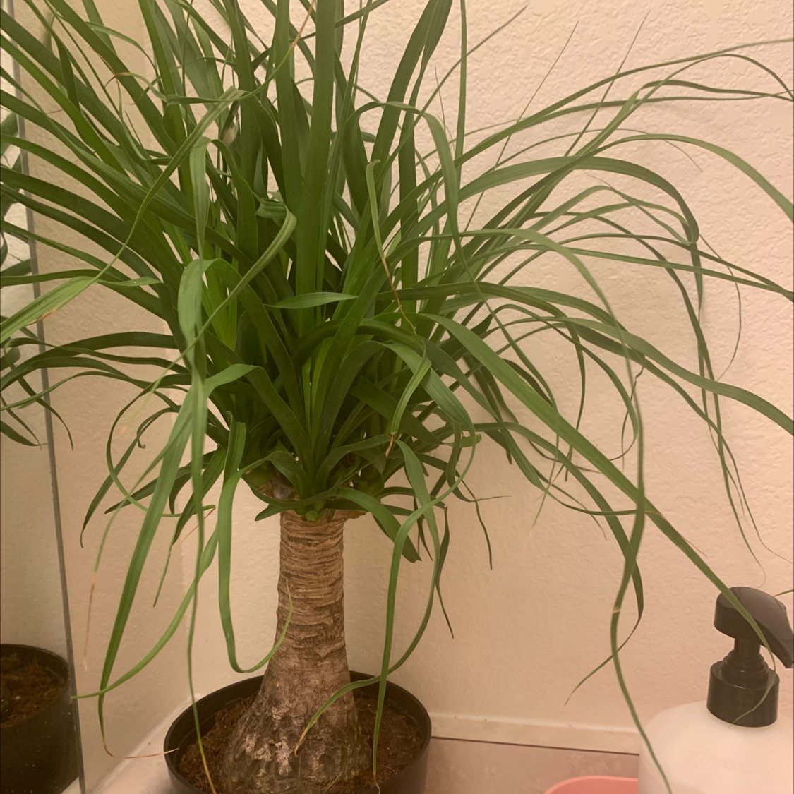 Healthy ponytail palm with long green leaves cascading from thick brown stem in ceramic pot, well-framed against neutral background.