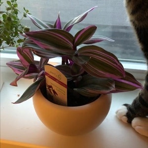 Tradescantia Nanouk plant photo by Donna named Demi on Greg, the plant care app.