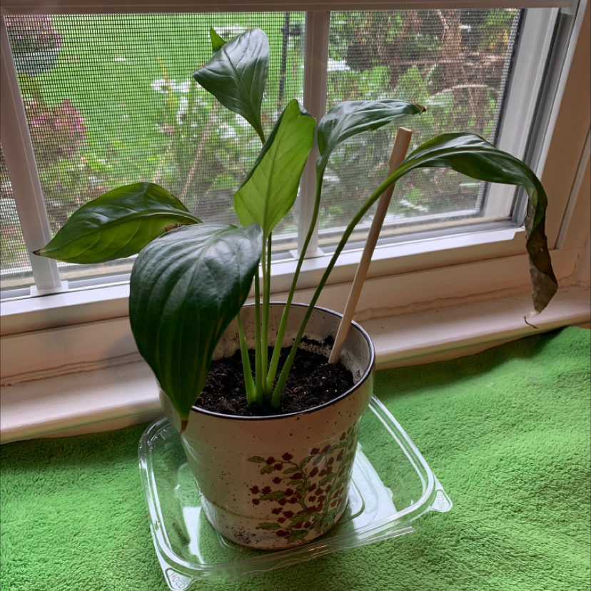 Peace lily in glass vase with red pebbles, healthy leaves with one yellowing, in front of sheer curtain window.