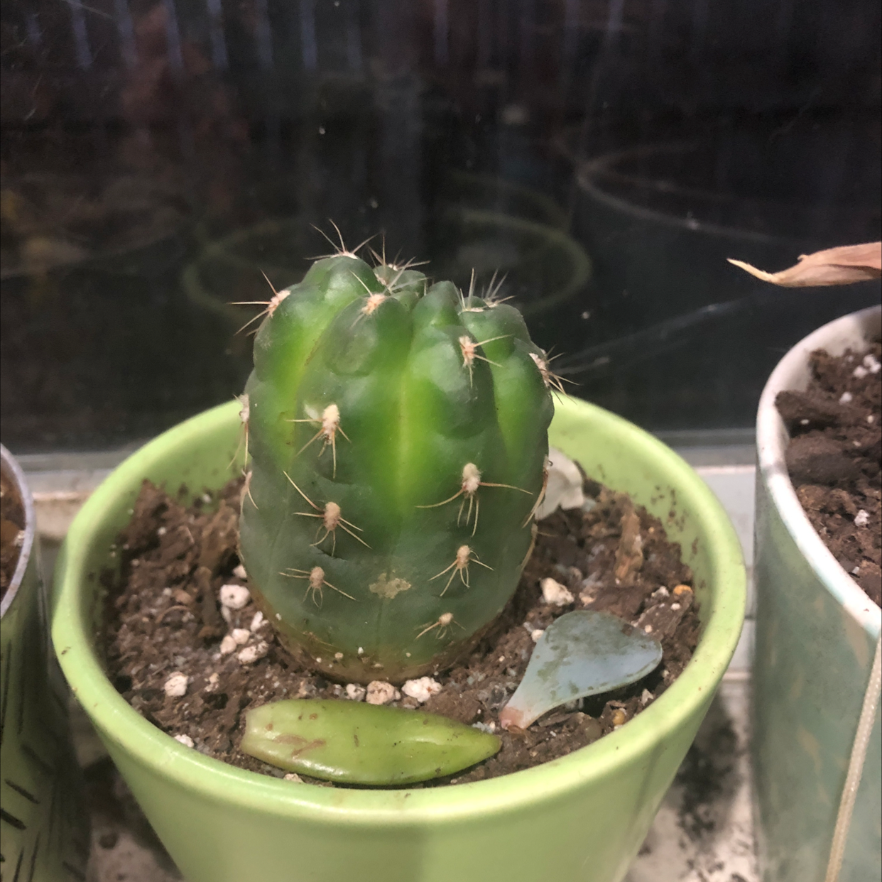 A healthy Brittle Prickly Pear cactus in a green pot with visible soil.
