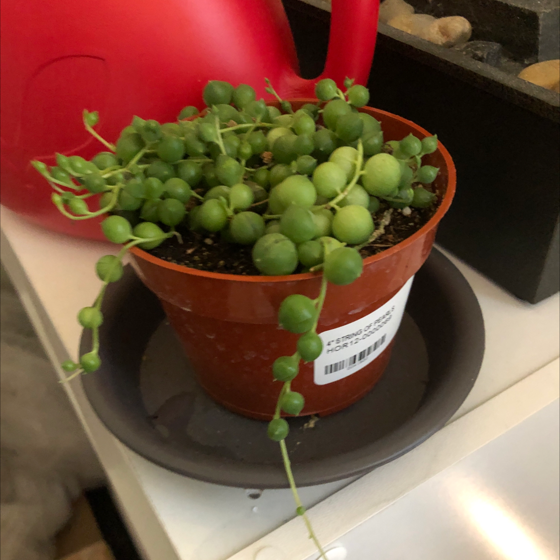 String of Pearls plant in a small pot with vibrant green leaves.