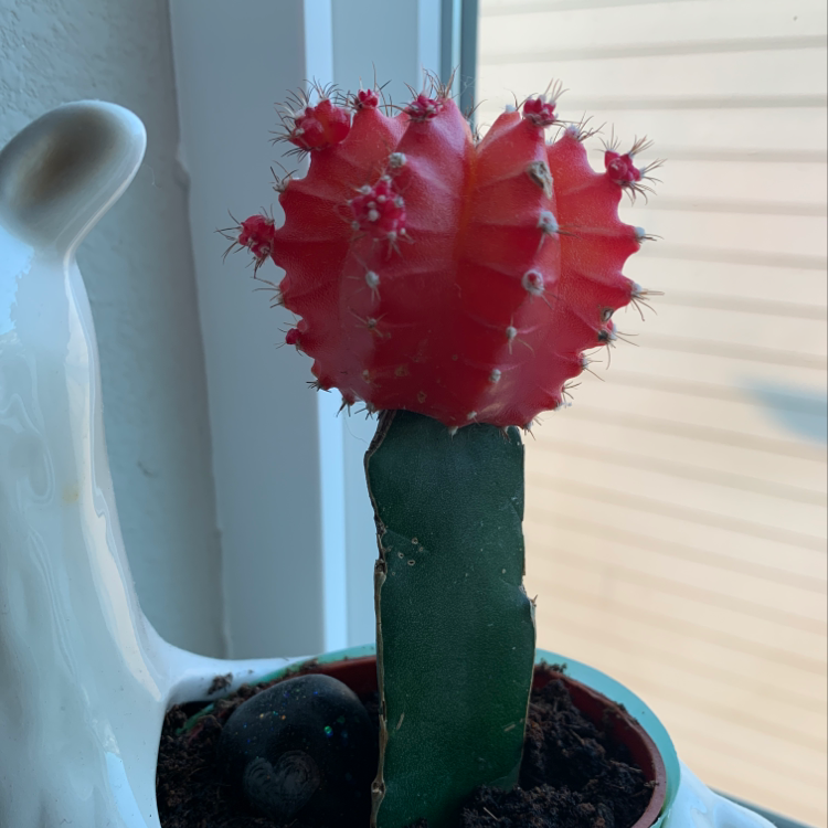 Moon Cactus with a red top and green base in a pot by a window.