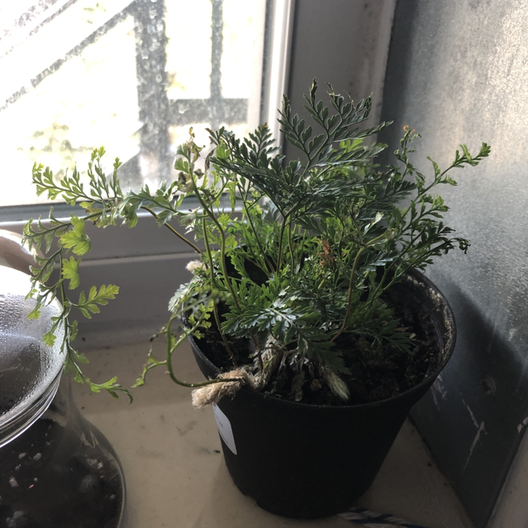 Photo of the plant species Chinese Evergreen by Mikala named Theo on Greg, the plant care app